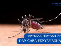 Penyebab Penyakit Malaria dan Cara Penyembuhannya