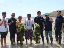 Usaha Rumput Laut, BRI Berdayakan Klaster di Nusa Penida