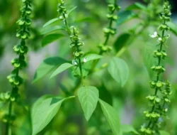 Daun Selasih Manfaat Kesehatan Rahasia Herbal Ampuh untuk Tubuh Bugar