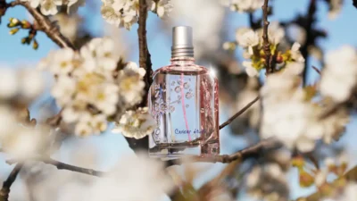 Bunga Sakura Provence L’Occitane Edisi Terbatas dengan Teh Putih Asia